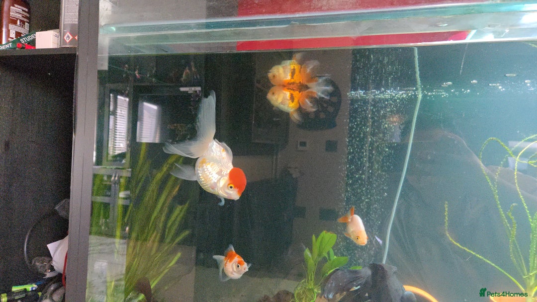 Fancy Goldfish fish for sale: Fancy goldfish looking for new home  - Image 4