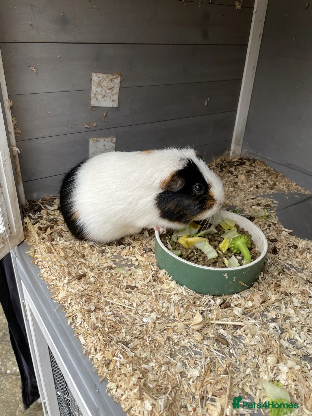 Guinea Pig rodents for sale: Guinea Pig - Advert 1