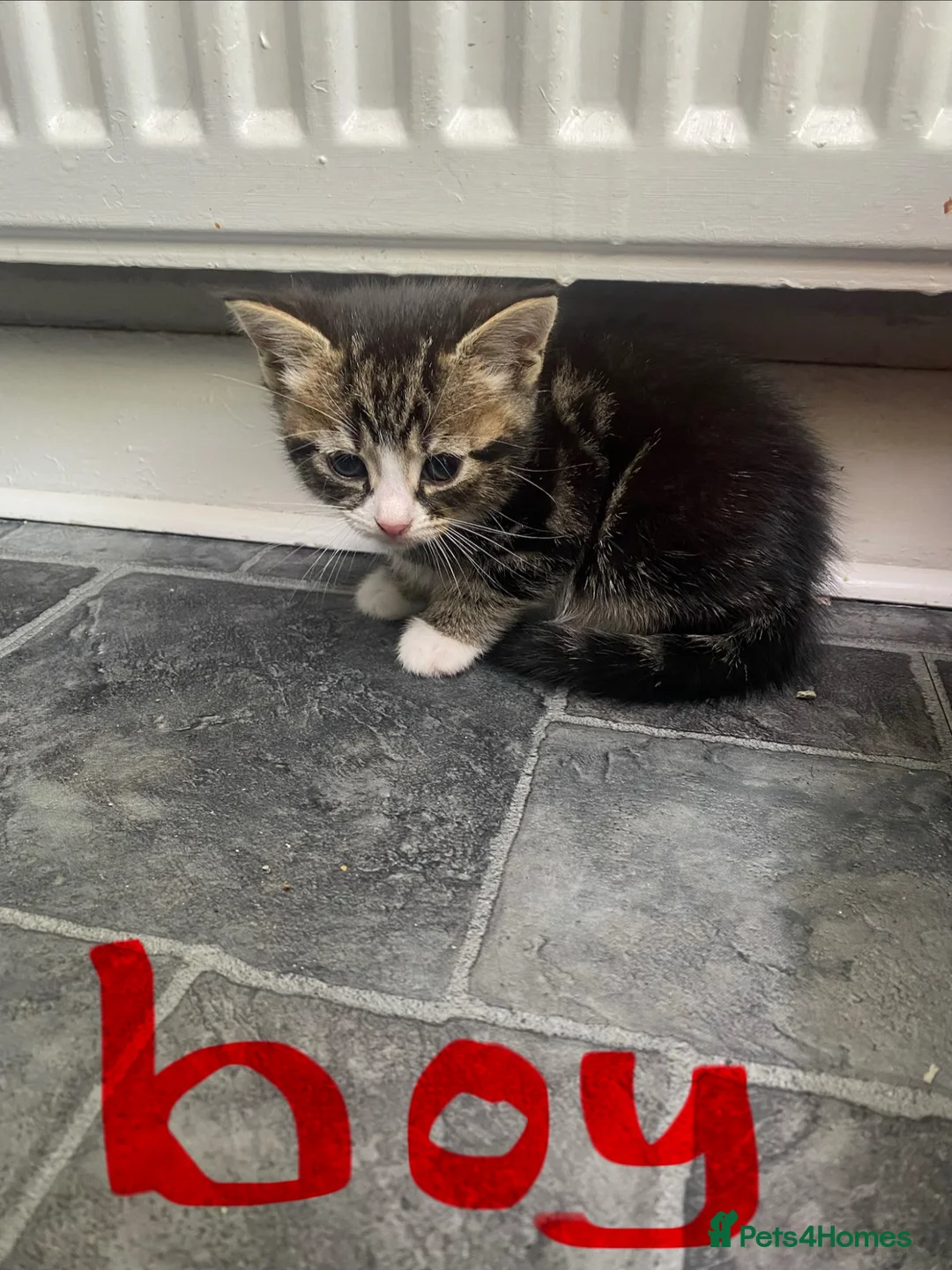 Mixed Breed cats for sale: 5 stunning kittens ready for there forever home  - Advert 2