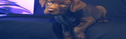 Labrador Retriever dogs for sale: Chocolate Labrador in Glasgow - Advert 19