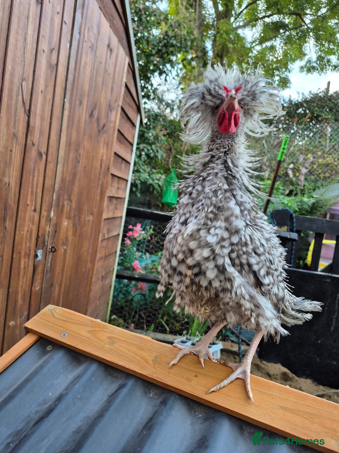 Chickens poultry for sale: Peking bantams and Polish bantams  - Image 2