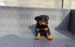 Rottweiler dogs for sale: Beautiful Rottweilers - Image 5