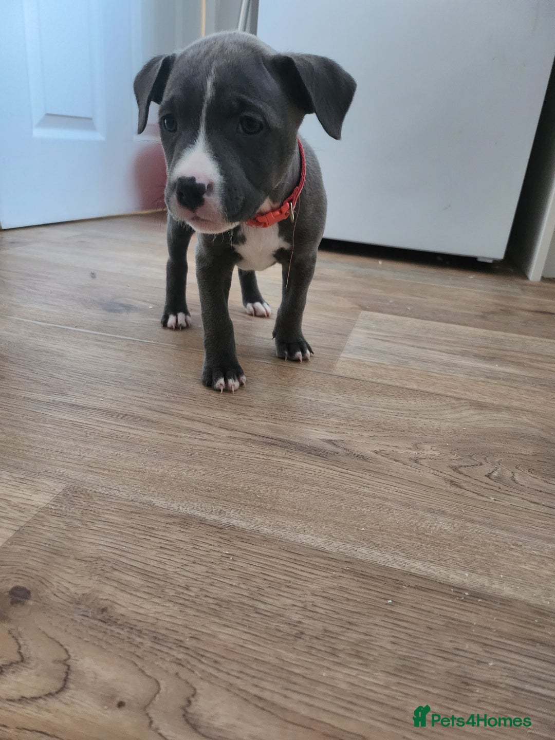 Staffordshire Bull Terrier dogs for sale: Staffies  - Image 6