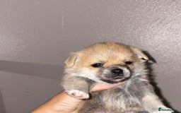 Mixed Breed dogs for sale: 3 puppy’s ready in Less than 4 weeks  - Image 2
