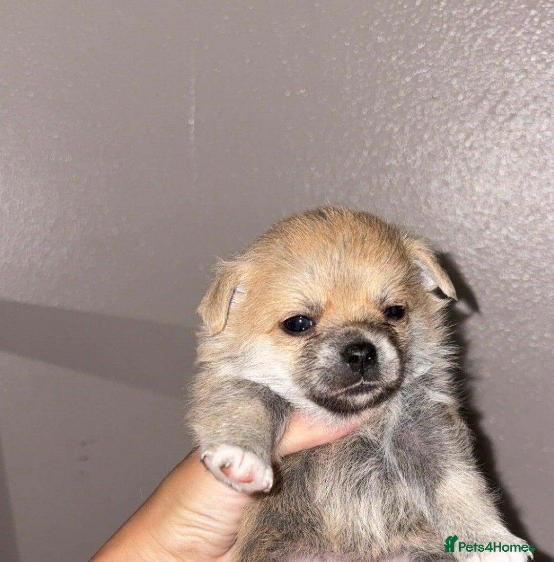 Mixed Breed dogs for sale: 3 puppy’s ready in Less than 4 weeks  - Image 2