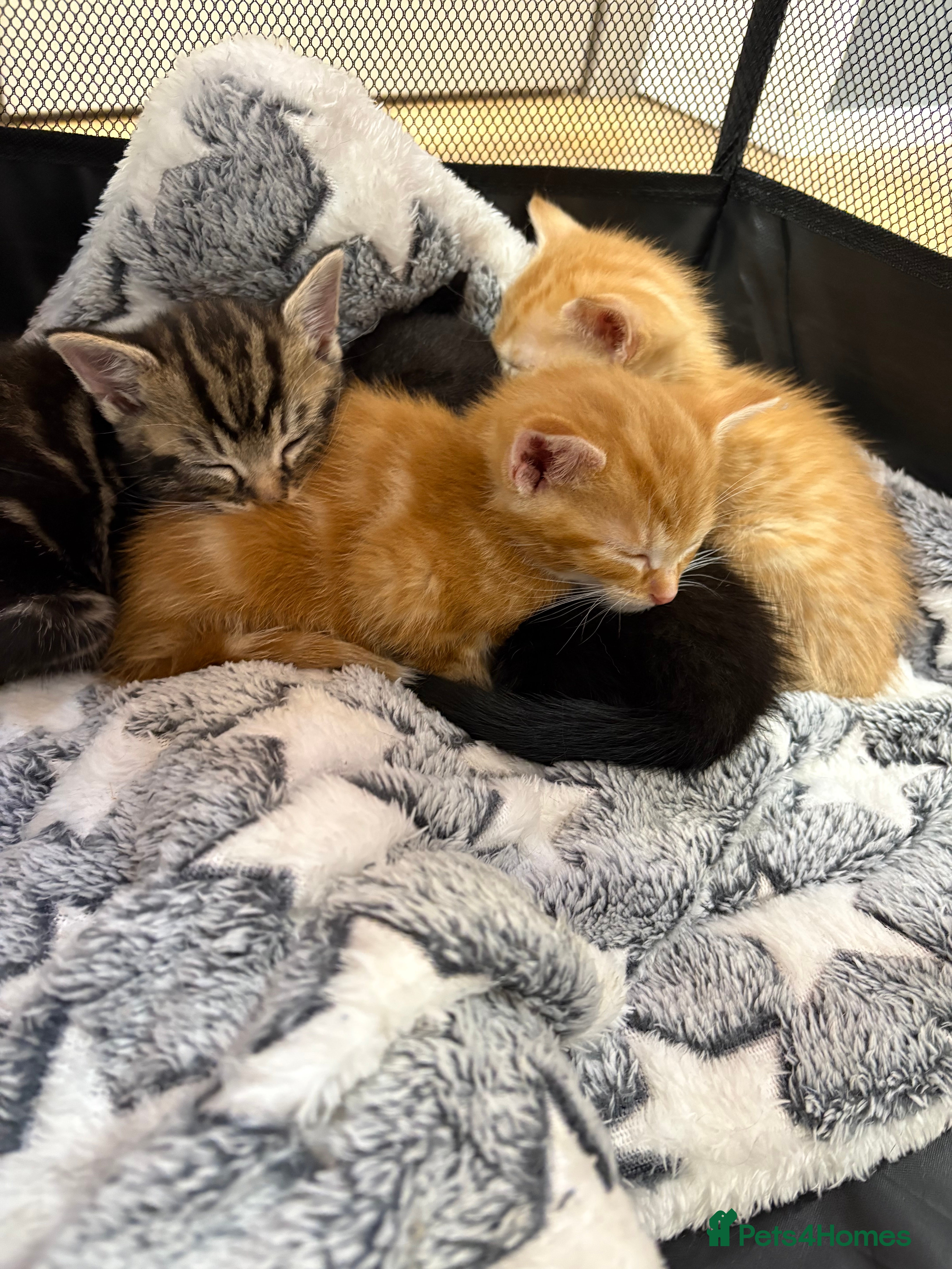 Mixed Breed cats Gorgeous Domestic Shorthair Cross Kittens - Advert 2