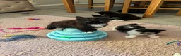 British Longhair cats for sale: 5 Adorable kittens - Advert 3