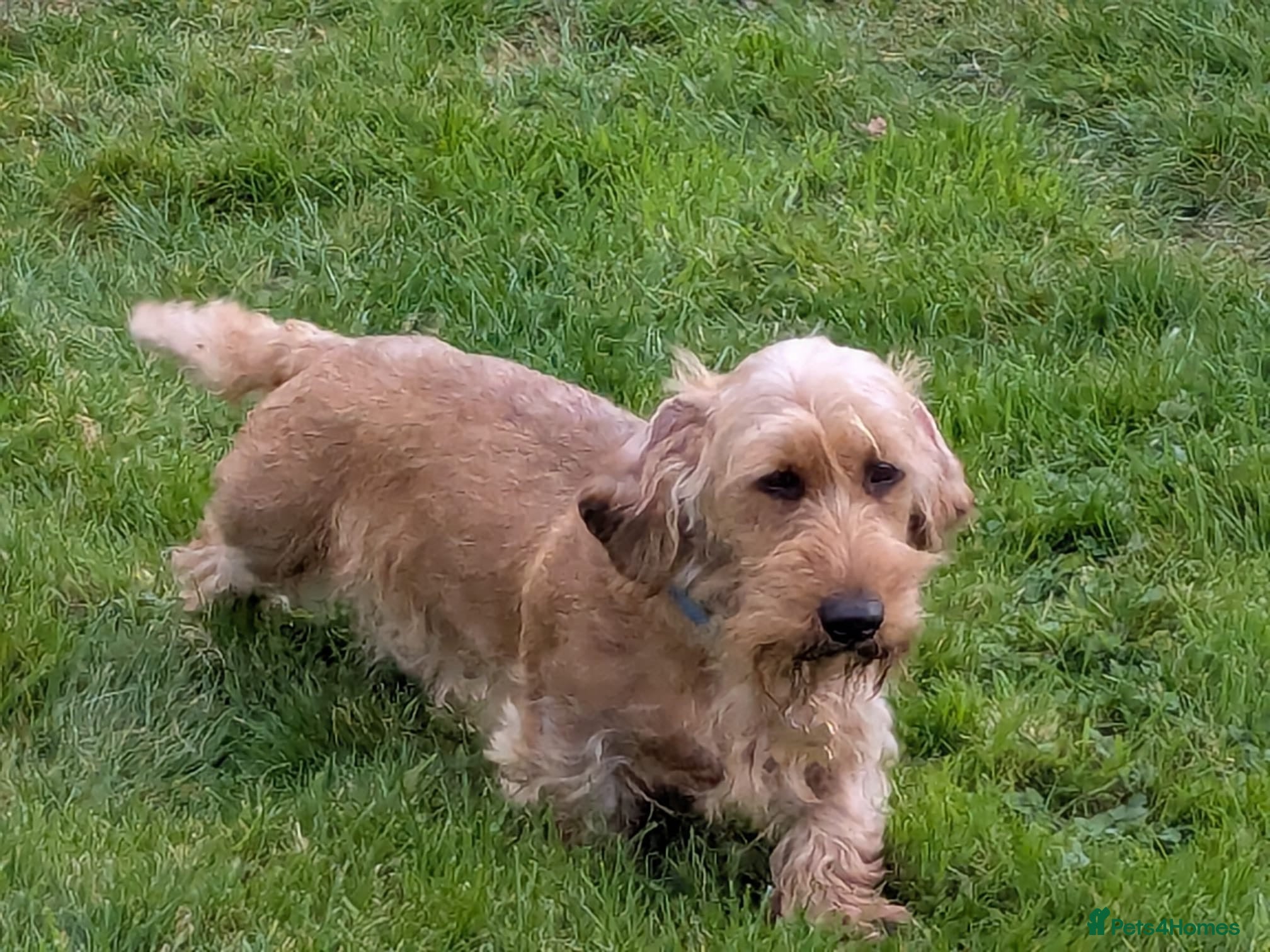 Dachshund dogs Wirehaired Dachshund, Teckel Puppies - Advert 6
