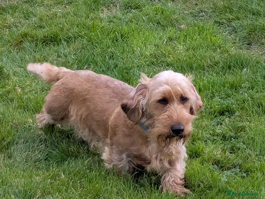 Dachshund dogs for sale: Wirehaired Dachshund, Teckel Puppies - Advert 1