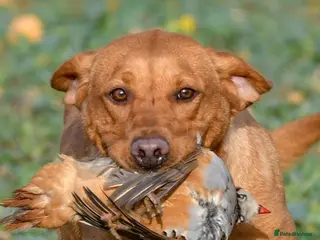 Labrador Retriever dogs Labrador puppies - Advert 2