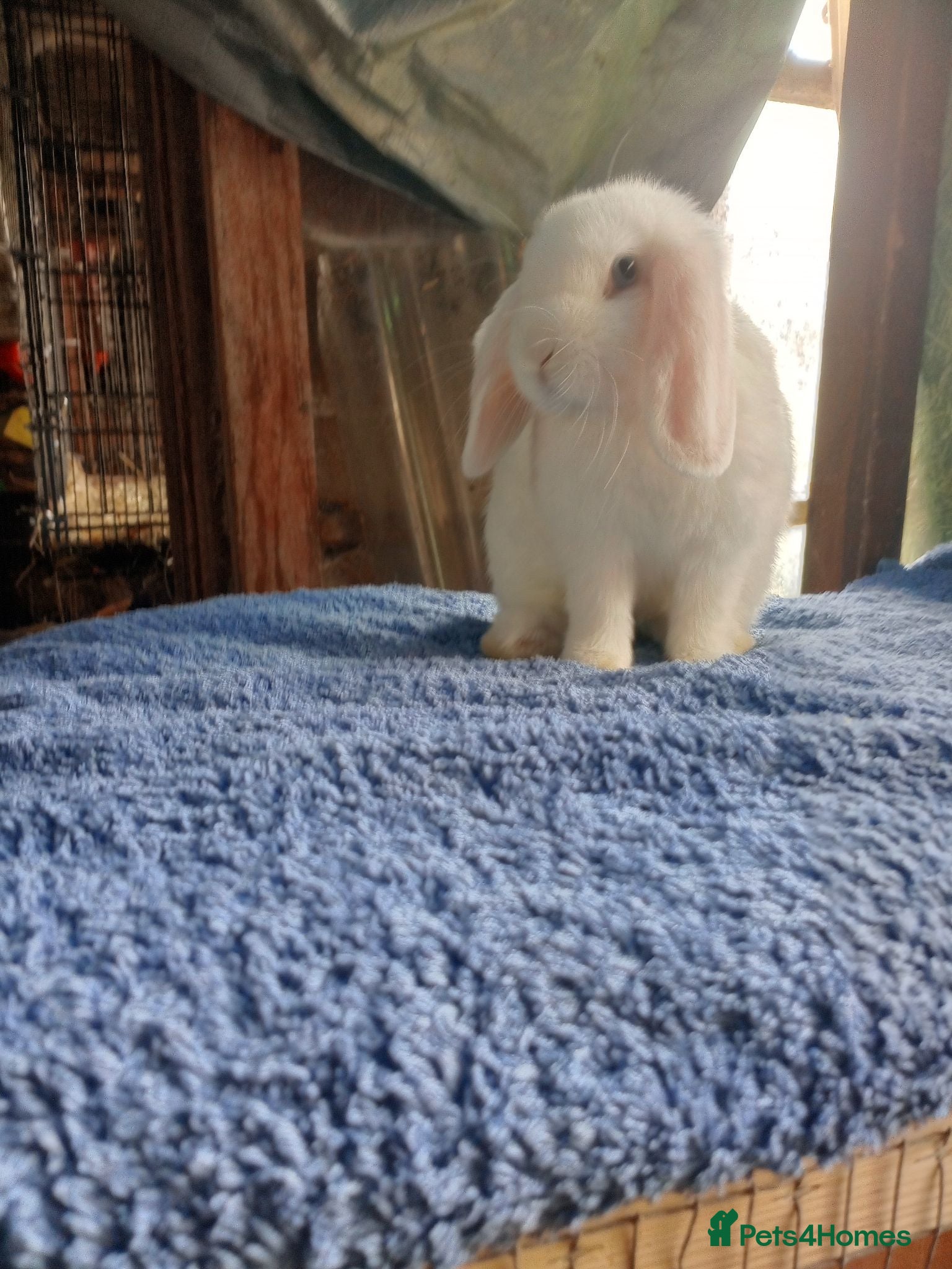 Mini Lop rabbits Beautiful boys 4 white 1 champagne  - Advert 1