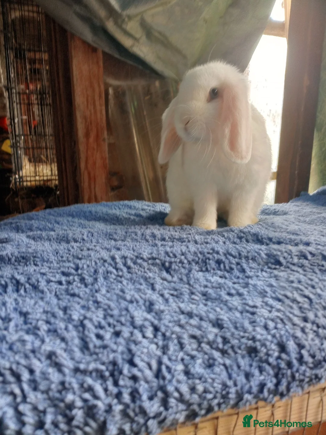 Mini Lop rabbits for sale: Beautiful boys 4 white 1 champagne  in Wirral - Advert 1