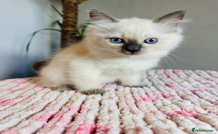 Ragdoll cats - Advert 12