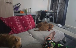 Mixed Breed dogs for sale: 100 each looking for good home - Image 1