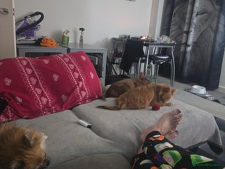 Mixed Breed dogs - Advert 8