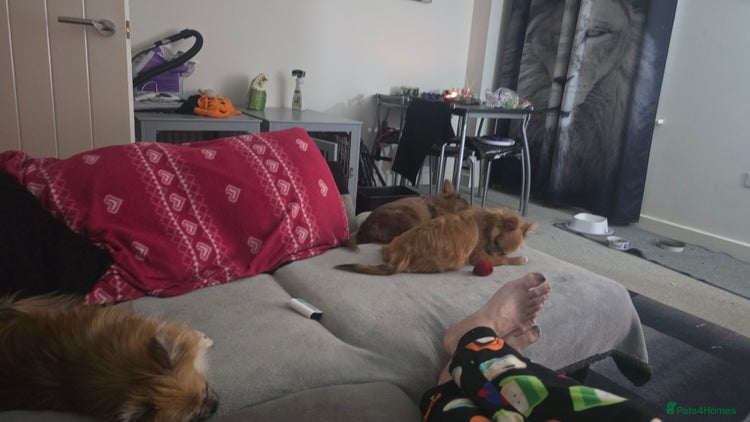 Mixed Breed dogs - Advert 11