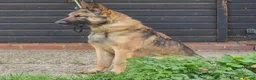 Belgian Shepherd Dog dogs for adoption: CHASE - GSD X - Advert 5