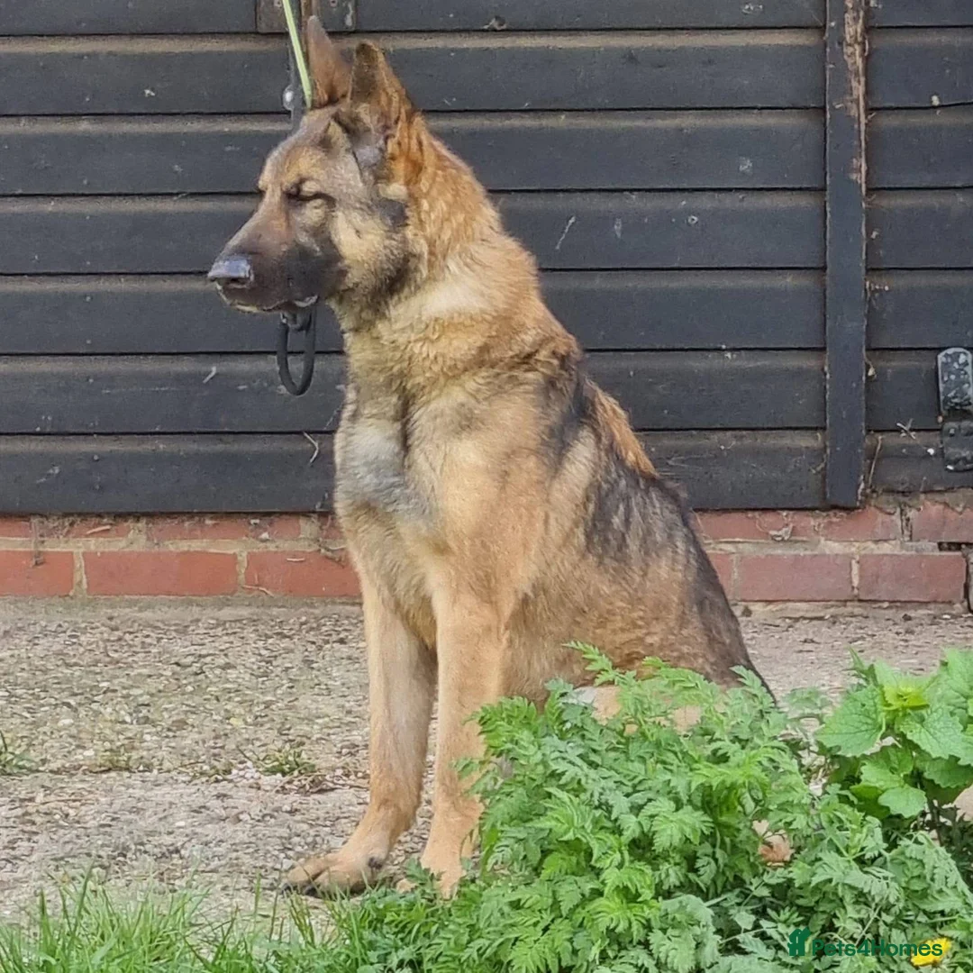 Belgian Shepherd Dog dogs for adoption: CHASE - GSD X - Advert 5