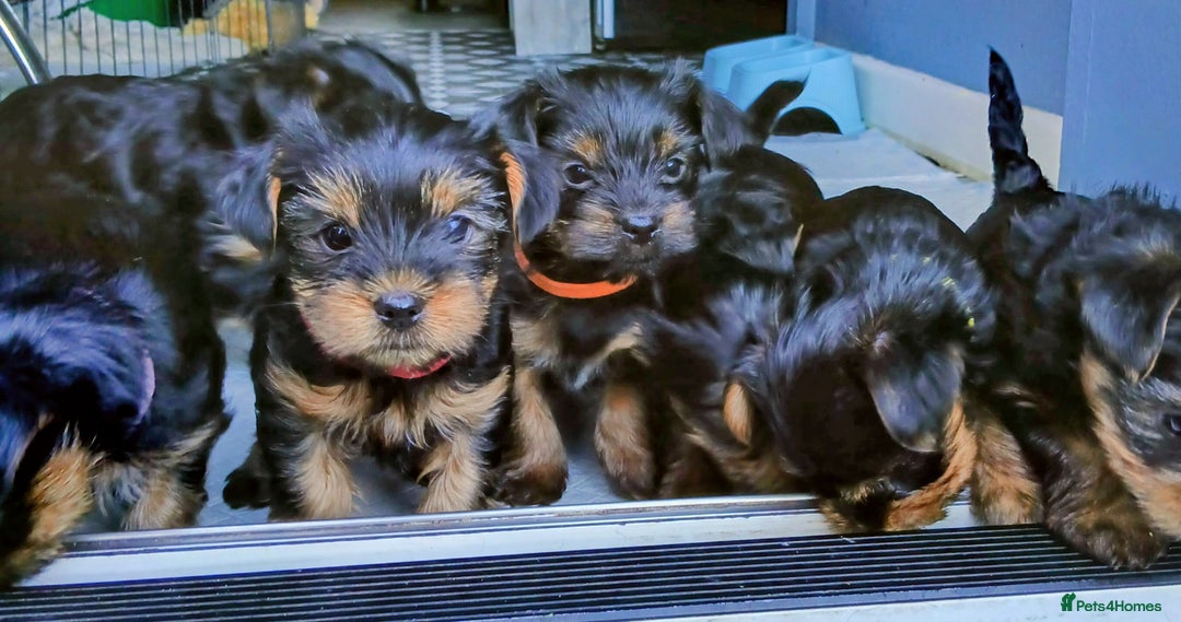 Yorkshire Terrier dogs for sale: Adorable Toy & Minatures! - Advert 5