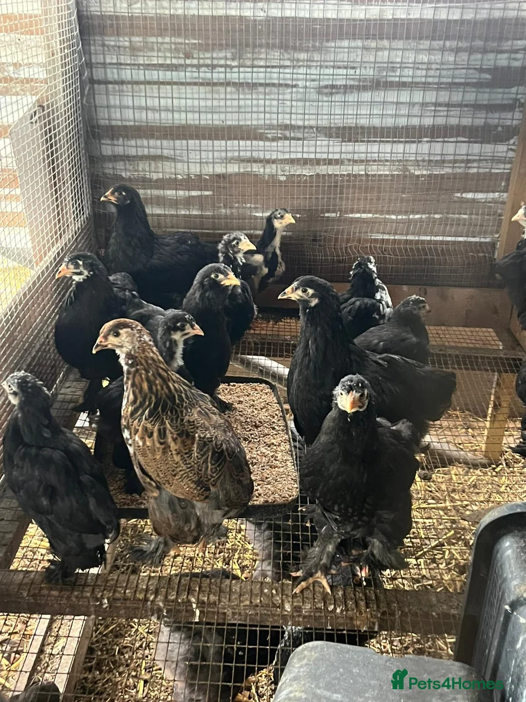 Chickens poultry for sale: Brahma and brahma x faverolles  in Emsworth - Advert 1