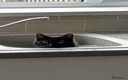 British Shorthair cats for sale: Male kitten FREE  - Image 2