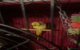 Parrots birds for sale: Indian ring neck  - Image 1