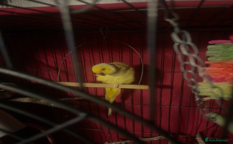 Parrots birds - Advert 5