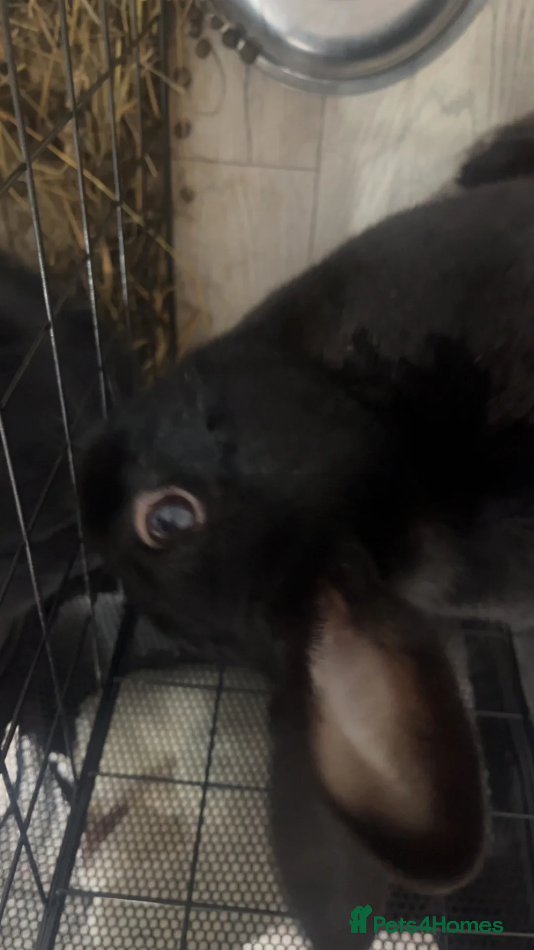 English rabbits for sale: Rabbit  in Durham - Advert 2