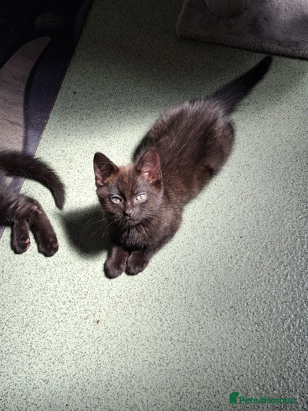 Mixed Breed cats for sale: Stunning kitten boys in Willenhall - Advert 1