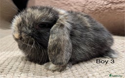 Mini Lop rabbits for sale: 🌸 Harlequin mini lops 🌸 ready to reserve  - Image 14
