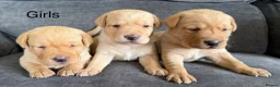 Labrador Retriever dogs for sale: Fox red Labrador puppies - Advert 2