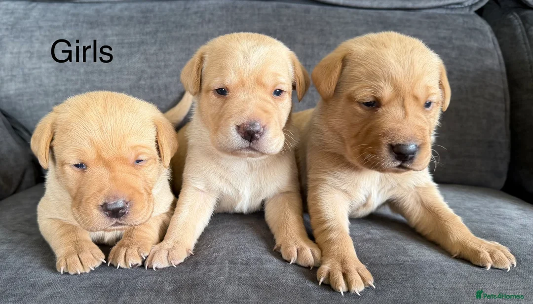 Labrador Retriever dogs for sale: Fox red Labrador puppies - Advert 2