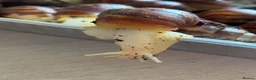 Snails invertebrates for sale: Giant African albino land snails  - Advert 8
