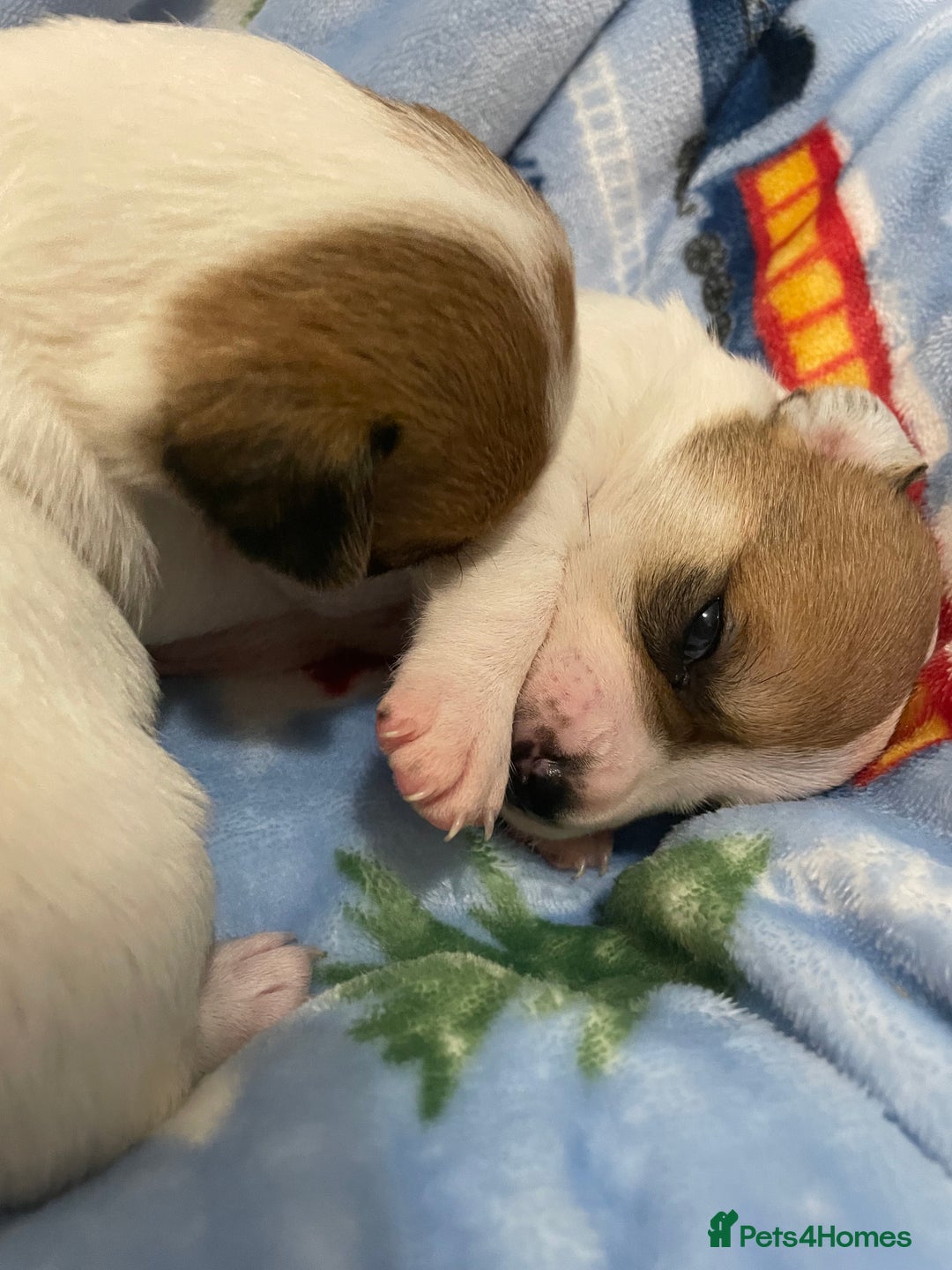 Mixed Breed dogs for sale: Chihuahua x Jack Russell puppies - Image 9