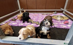 Cockapoo dogs for sale: F1 RARE COLOUR HEALTH TESTED COCKAPOOS FOR SALE - Image 6