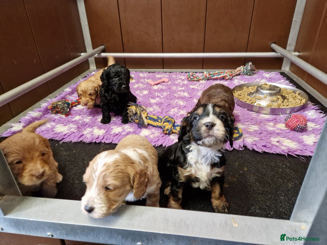 Cockapoo dogs for sale: F1 RARE COLOUR HEALTH TESTED COCKAPOOS FOR SALE - Image 6
