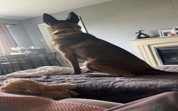 Belgian Shepherd Dog dogs for sale: frost - Image 2