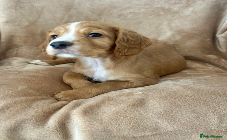 Cocker Spaniel dogs - Advert 3