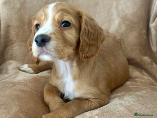 Cocker Spaniel dogs - Advert 2