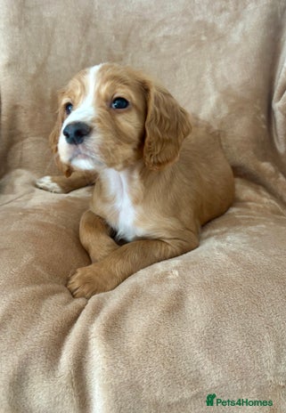 Cocker Spaniel dogs - Advert 3