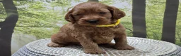 Cockapoo dogs for sale:  Beautiful F1 Cockapoos - Advert 6