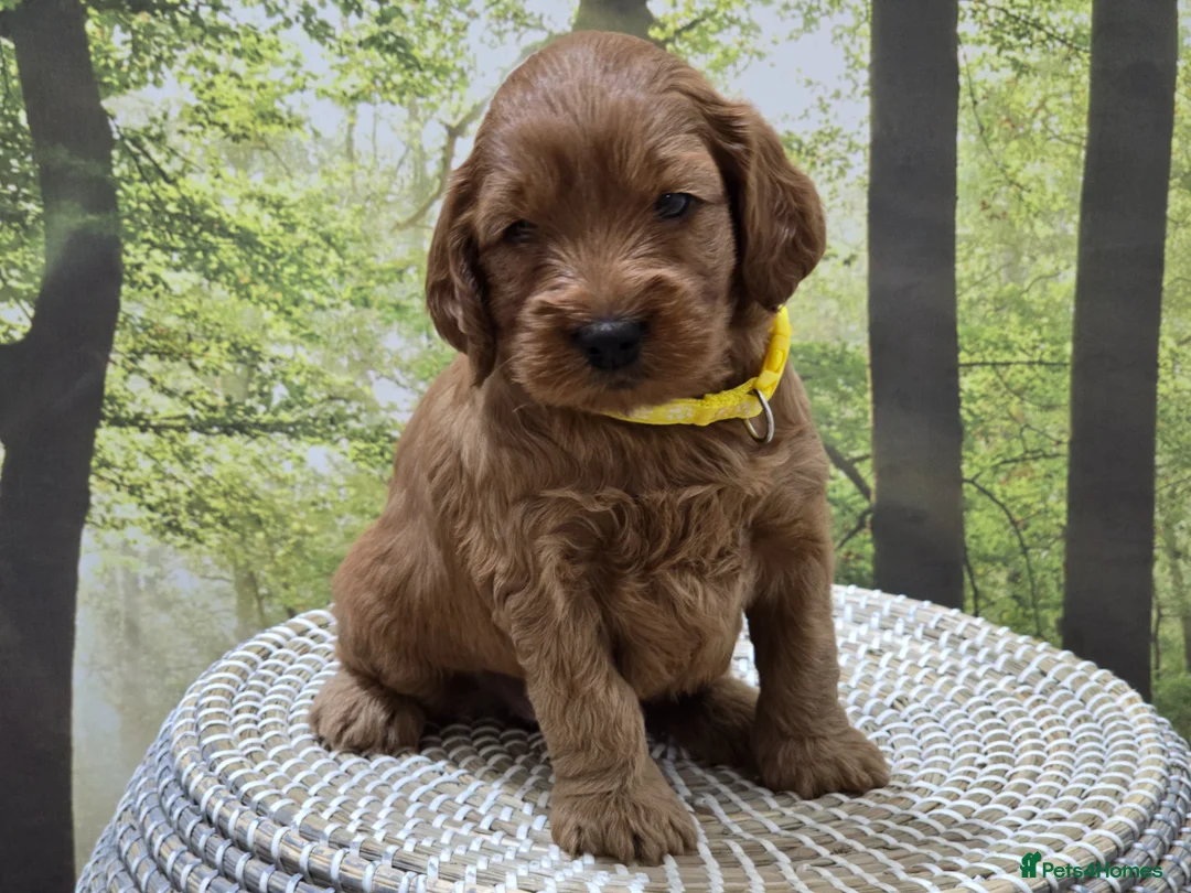Cockapoo dogs for sale:  Beautiful F1 Cockapoos - Advert 6