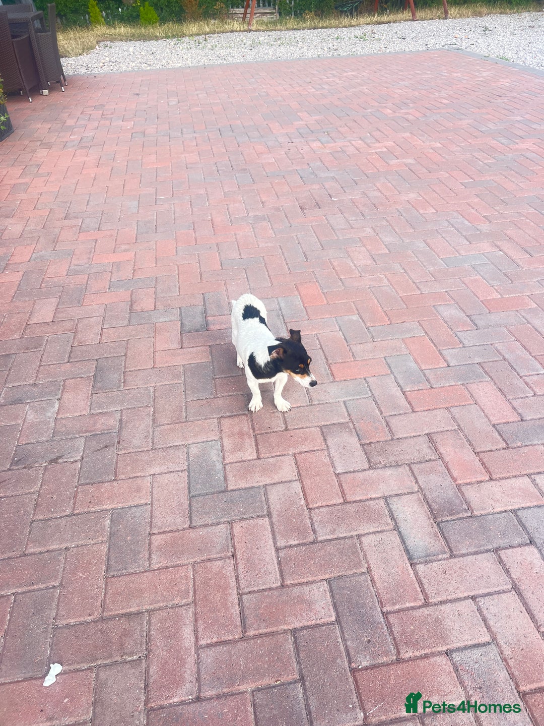 Jack Russell dogs for sale: Adorable Jack Russell puppies - Image 9