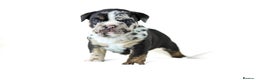 English Bulldog dogs for sale: Unreal English bull dogs  - Advert 11