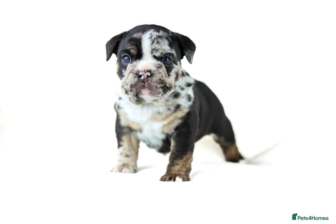 English Bulldog dogs for sale: Unreal English bull dogs  - Advert 11