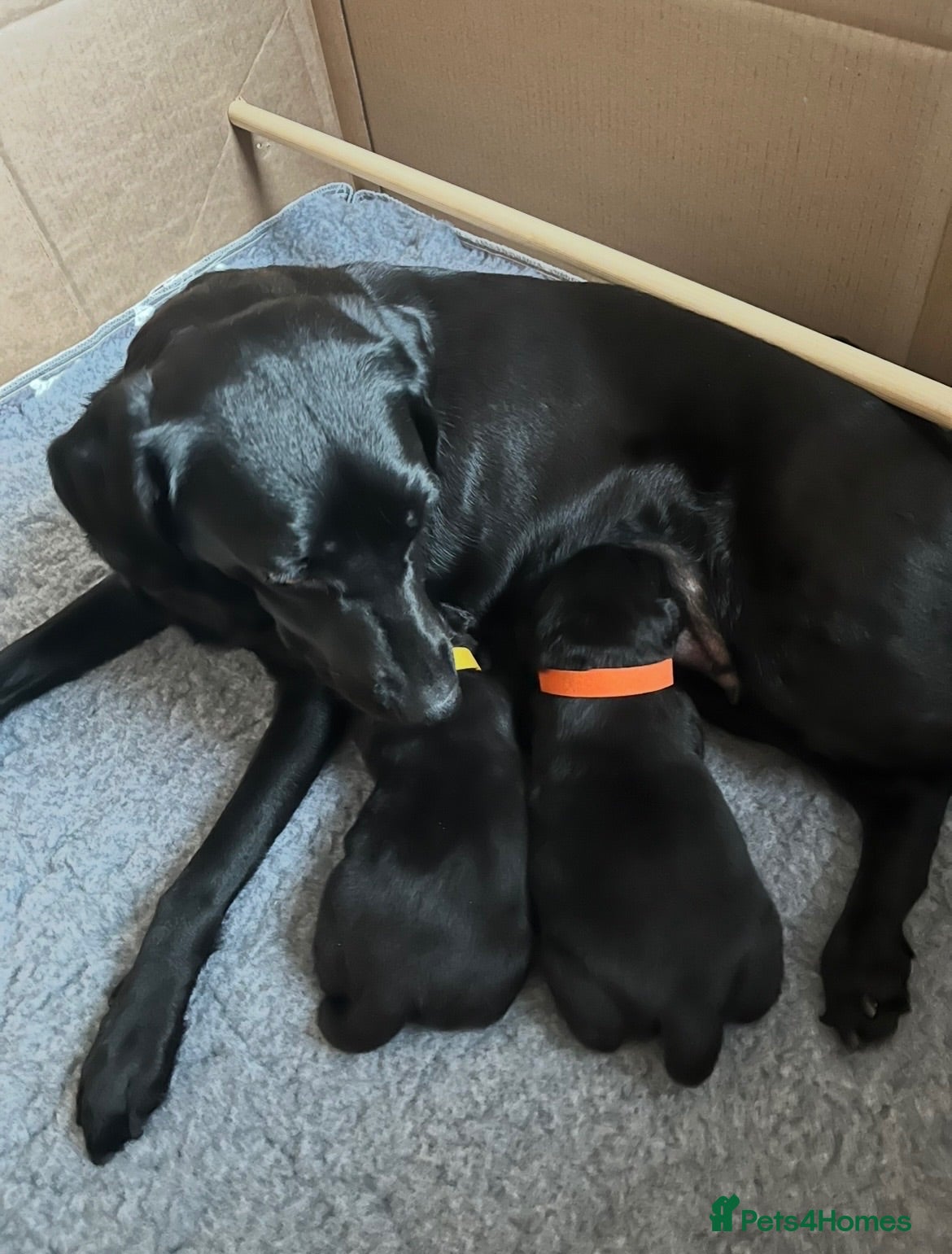 Labrador Retriever dogs Beautiful Black Labrador Retriever Female Puppies - Advert 1