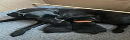 Labrador Retriever dogs for sale: Beautiful Black Labrador Retriever Puppies - Advert 1