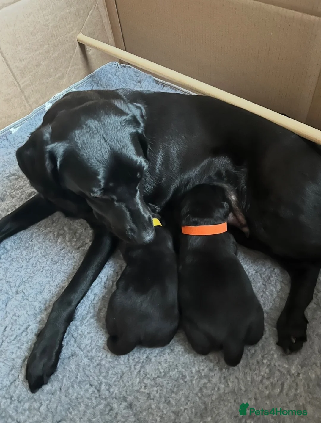Labrador Retriever dogs for sale: Beautiful Black Labrador Retriever Puppies - Advert 1