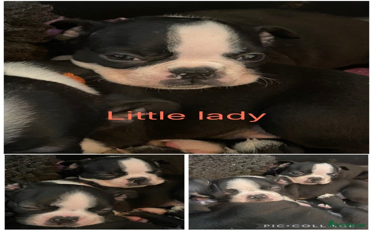 Boston Terrier dogs - Advert 2