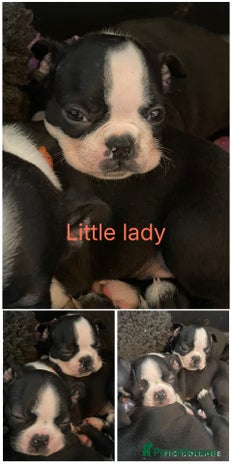 Boston Terrier dogs - Advert 2